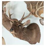 Sambar Stag Shoulder Mount Taxidermy INDIANA RESID