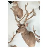 Pere David's Deer Shoulder Mount Taxidermy INDIANA