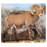 Rocky Mountain Big Horn Sheep Full Body Taxidermy