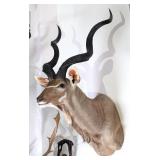 Greater Kudu Shoulder Mount Taxidermy