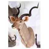 Greater Kudu Shoulder Mount Taxidermy