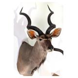 Greater Kudu Shoulder Mount Taxidermy