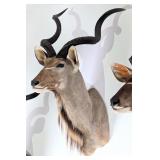 Greater Kudu Shoulder Mount Taxidermy