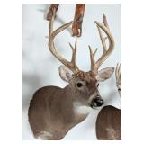 12-Point Whitetail Deer Shoulder Mount Taxidermy