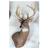 13-Point Whitetail Deer Shoulder Mount Taxidermy