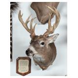15-Point Non-Typical Whitetail Deer Shoulder Mount