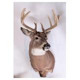 10-Point Whitetail Deer Shoulder Mount Taxidermy