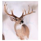 14-Point Whitetail Deer Shoulder Mount Taxidermy