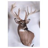 11-Point Whitetail Deer Shoulder Mount Taxidermy