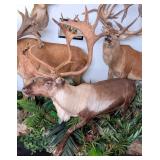Barren Ground Caribou Full Body Taxidermy Mount on