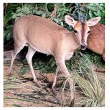 Bush Duiker Full Body Taxidermy Mount w/ No Base