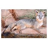 Resting Gray Fox Full Body Taxidermy Mount