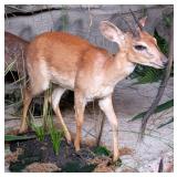 Steenbok Full Body Taxidermy Mount on Habitat Base