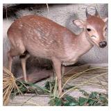 Natal Red Duiker Full Body Taxidermy Mount No Base