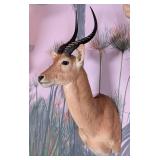 Puku Antelope Shoulder Mount Taxidermy.