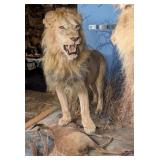 African Male Lion & His Bushbuck Kill Full Body Ta