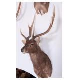 Rusa Deer Shoulder Mount Taxidermy