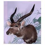 Sitatunga Shoulder Mount Taxidermy