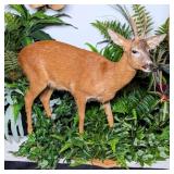 Roe Deer Full Body Taxidermy Mount on Wood Base