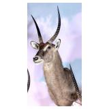 Waterbuck Shoulder Mount Taxidermy