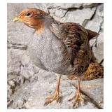 Gray Partridge Full Body Taxidermy Mount No Base