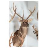 Barasingha Shoulder Mount Taxidermy INDIANA RESIDE