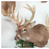 11-Point Whitetail Deer Shoulder Mount Taxidermy