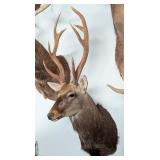 Sika Deer Shoulder Mount Taxidermy