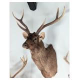 Sambar Stag Shoulder Mount Taxidermy INDIANA RESID
