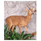 Roe Deer Full Body Taxidermy Mount No Base