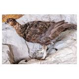 Red Grouse Full Body Taxidermy Mount No Base