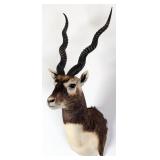 Blackbuck Antelope Shoulder Mount Taxidermy