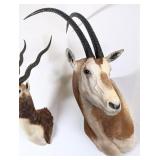 Scimitar Horned Oryx Shoulder Mount Taxidermy INDI