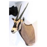 Fringed Ear Oryx Shoulder Mount Taxidermy INDIANA