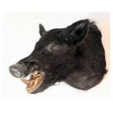 Pecarry Shoulder Mount Taxidermy