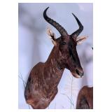 Tsessebe Shoulder Mount Taxidermy