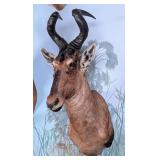 Red Hartebeest Shoulder Mount Taxidermy