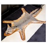 Taxidermy Grey Fox Rug with Carpet Backing