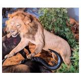 African Male Lion Full Body Taxidermy Mount w/ No