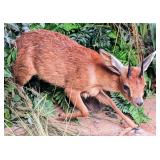 Cape Grysbok Full Body Taxidermy Mount w/ No Base