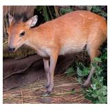 Red Planked Duiker Full Body Taxidermy Mount No Ba