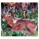 Resting Nile Lechwe Full Body Taxidermy Mount