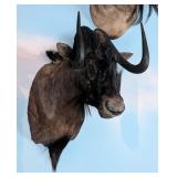 Black Wildebeest Shoulder Mount Taxidermy