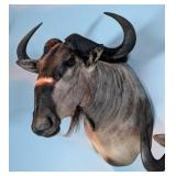 Nyasa Wildebeest Shoulder Mount Taxidermy