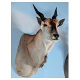 Cape Eland Shoulder Mount Taxidermy