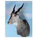 Eland Shoulder Mount Taxidermy