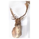 EXCELLENT Fallow Deer Shoulder Mount Taxidermy