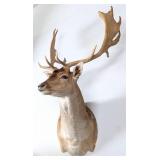 OUTSTANDING Fallow Deer Shoulder Mount Taxidermy