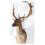 VERY IMPRESSIVE Fallow Deer Shoulder Mount Taxider