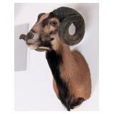 Corsican Ram Shoulder Mount Taxidermy